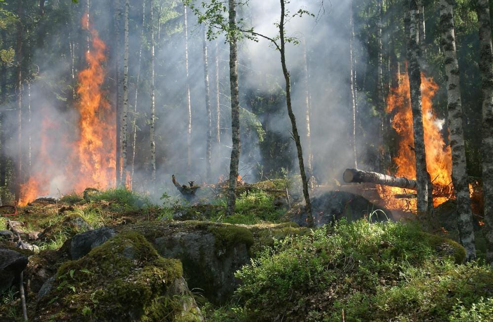 Will Hurd - Climate Change, fire in the green forest